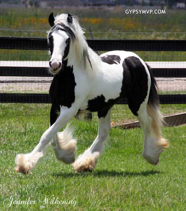 Gypsy Vanner Horses for Sale | Filly | Piebald | Sophie